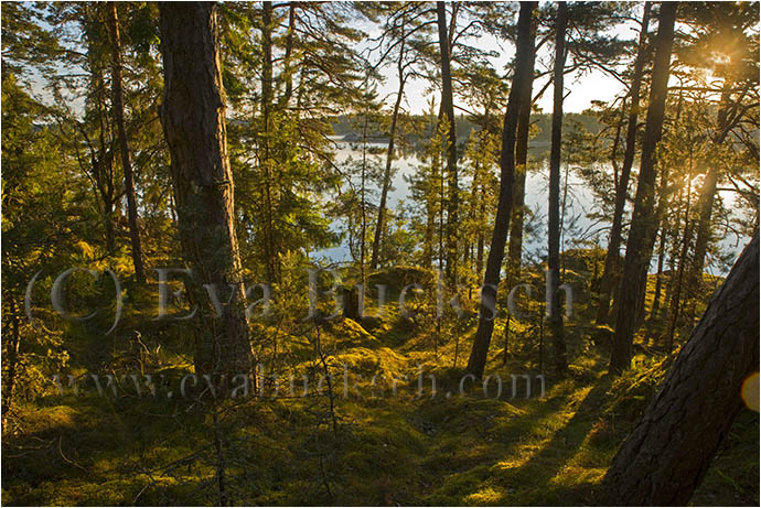 Skärgårdsmorgon - foto av Eva Bucksch